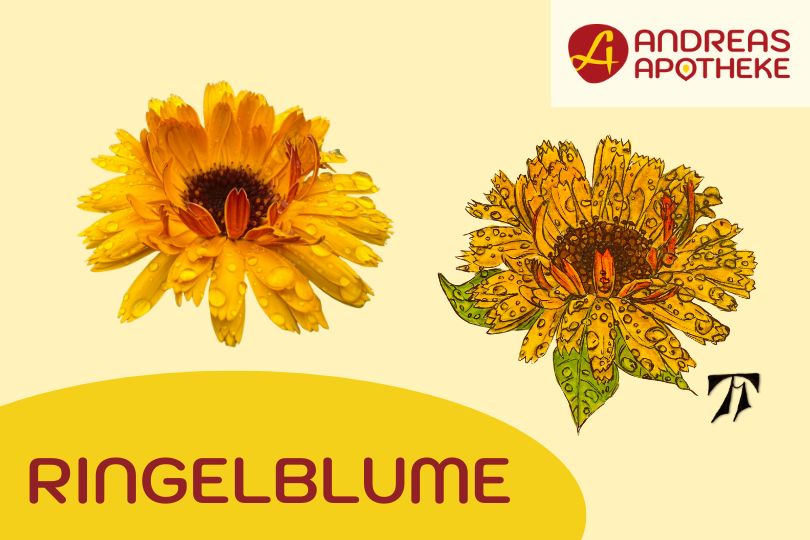 Darstellung Ringelblume