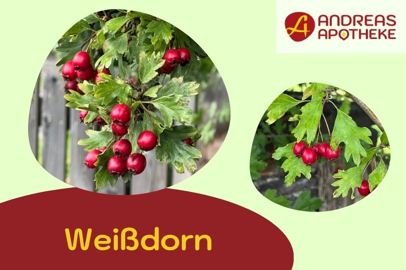 Bild Weißdorn