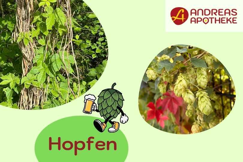 Bild Hopfen